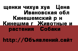  щенки чихуа хуа › Цена ­ 10 000 - Ивановская обл., Кинешемский р-н, Кинешма г. Животные и растения » Собаки   